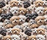 P.   Vrablova - FB predobjednavka – Obrázok 2